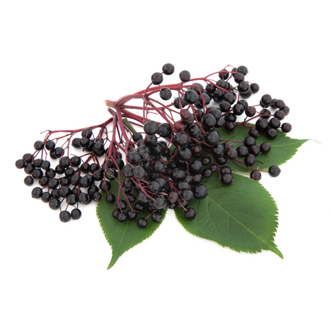 elderberries on branch with green leaves