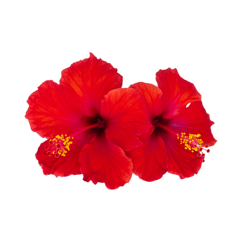 Two red hibiscus flowers