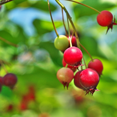 Red and green juneberries on a tree