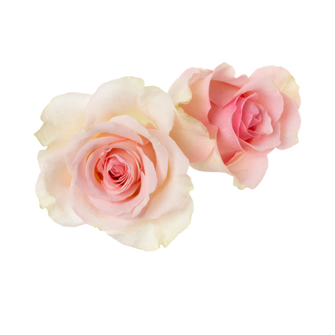 white and pink roses