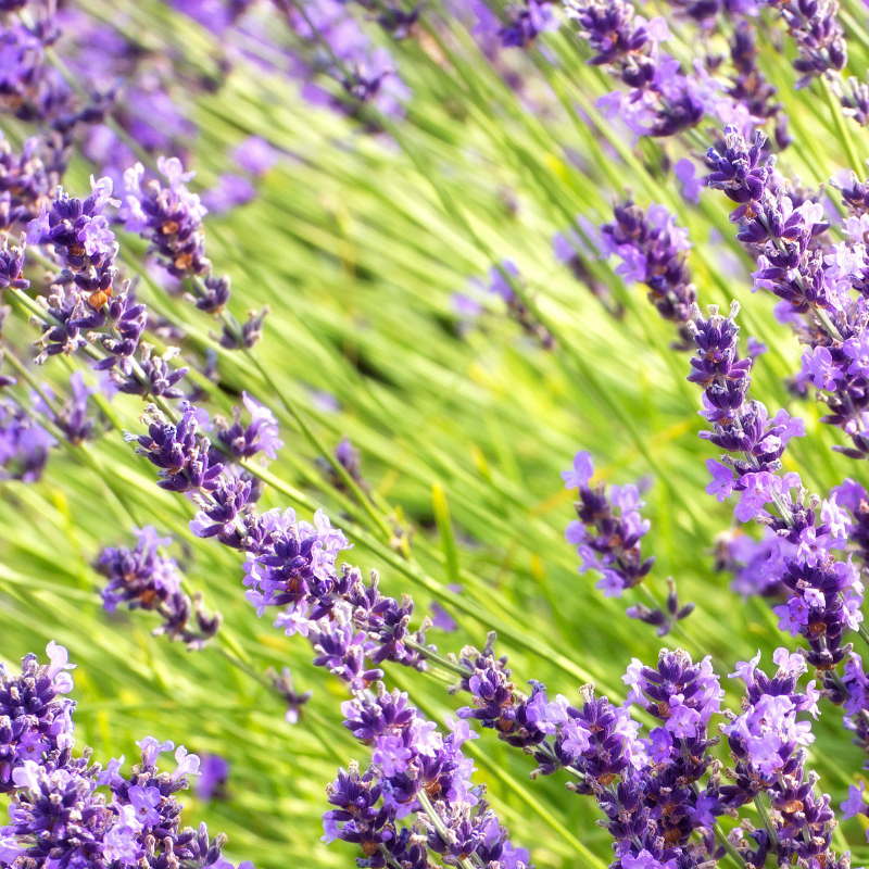 Water Soluble Lavender Flavoring