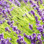Lavender Flavoring - Water Soluble