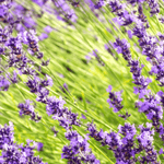 Lavender Extract - Water Soluble Hard Oil