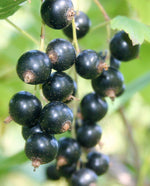Black Currant Flavor - Water Soluble