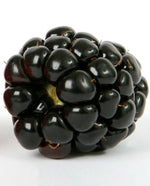 Black Raspberry Extract - Water Soluble