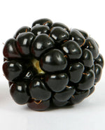 Black Raspberry Extract
