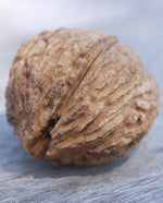 Black Walnut Extract - Water Soluble Hard Oil