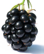 Blackberry Extract - Water Soluble