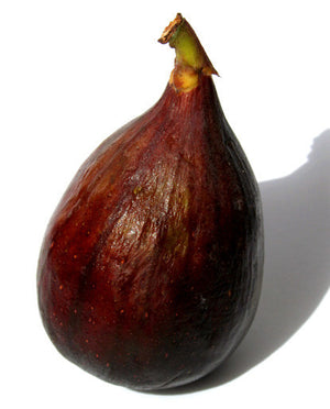 Fig Oil