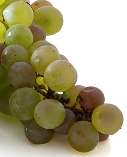 bunch of green grapes