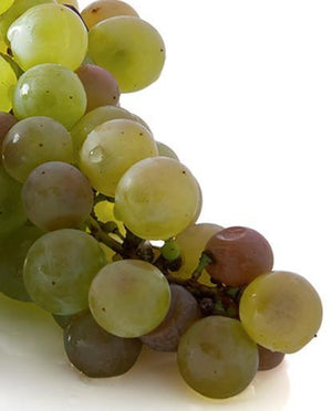 bunch of green grapes