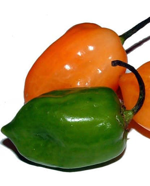 orange and green habanero peppers