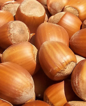 Hazelnut Oil WS