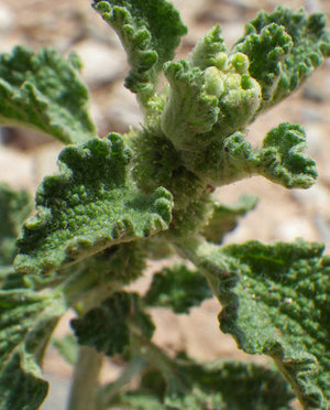 Horehound Flavor