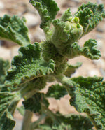 Horehound Extract