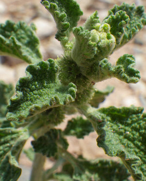 Horehound Oil