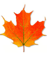 Maple Extract - Water Soluble Hard Oil