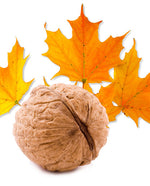 Maple Walnut Extract - Water  Soluble