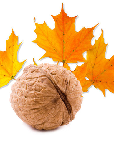 Maple Walnut Flavor