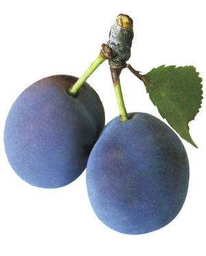 Plum Oil
