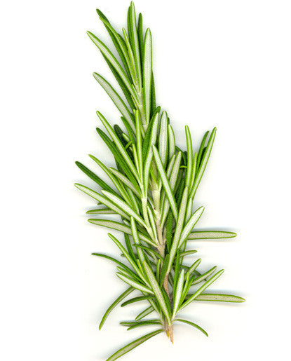 Rosemary Oil