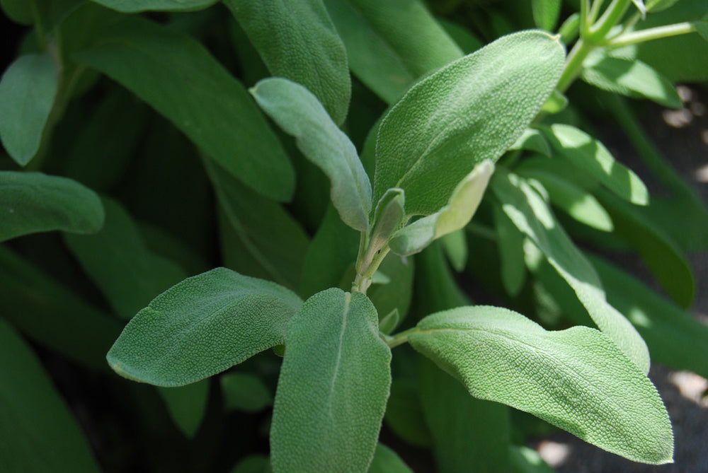 Sage Flavor - Oil Soluble