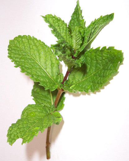 oil soluble hard oil spearmint extract