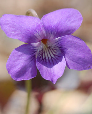 Violet Extract