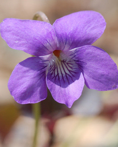 Violet Flavoring